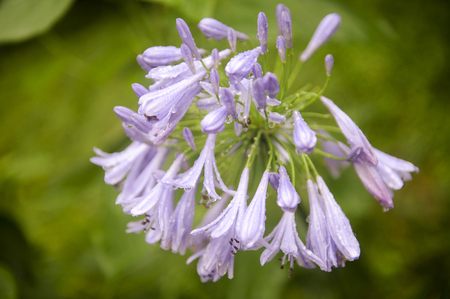 purple flowerの写真素材