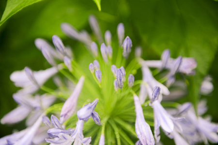 purple flowerの写真素材