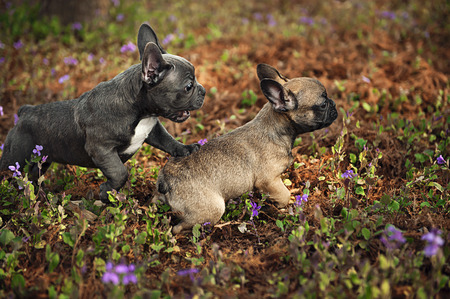 Two French Bulldog playing in the grassの写真素材