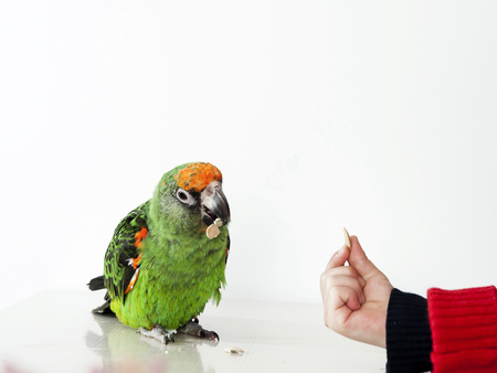 Green parrotの写真素材