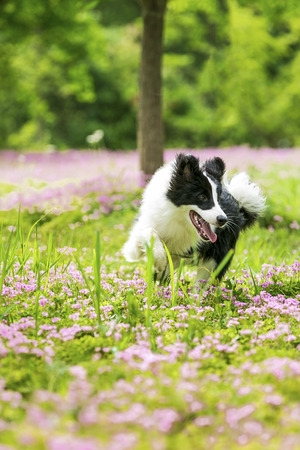 Dog in the gardenの写真素材