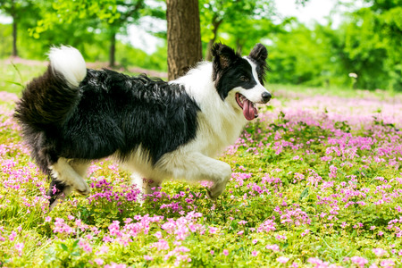 Dog in the gardenの写真素材