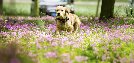 Young dog in the gardenの写真素材