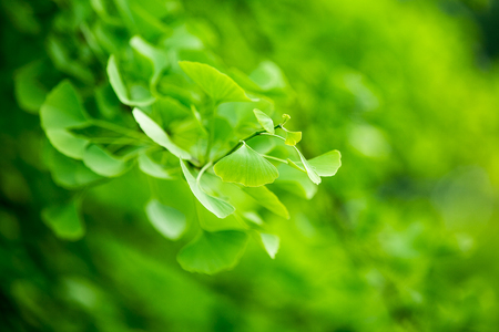 Green leaves