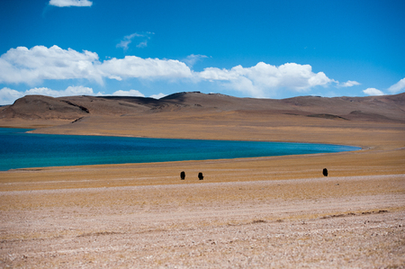 Yaks in an open landの写真素材