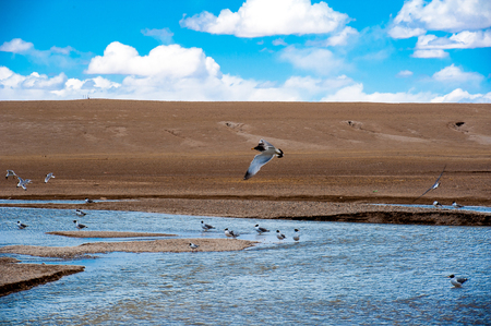 Seabirds in a pool of waterの写真素材