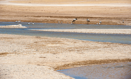 Shorebirds near a pool of waterの写真素材