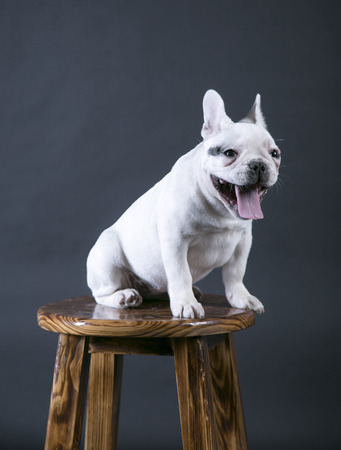 A bulldog sitting on a stoolの写真素材