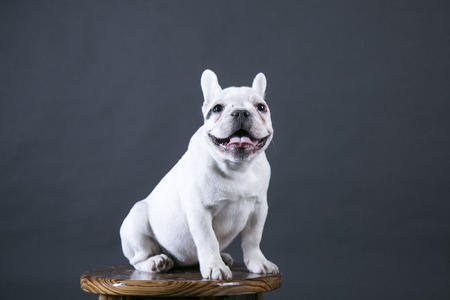 A bulldog sitting on a stoolの写真素材