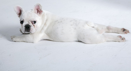 Bulldog on white backgroundの写真素材