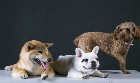 Three dogsの写真素材