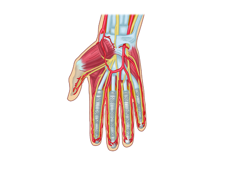 Upper limb musclesの写真素材