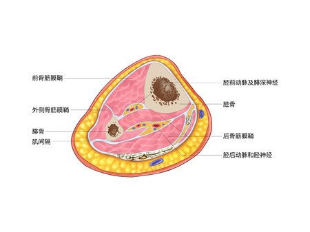 Transverse section of lower legの写真素材