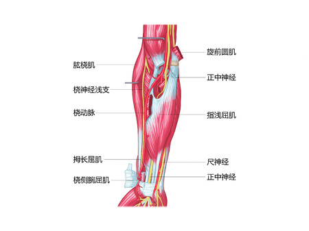 Arm upper limbの写真素材