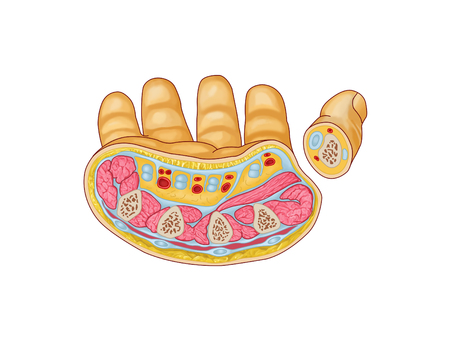 Hand structures, wrists, cross sectionの写真素材