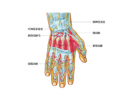 Hand structureの写真素材