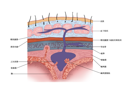 Internal structure of cranial roofの写真素材