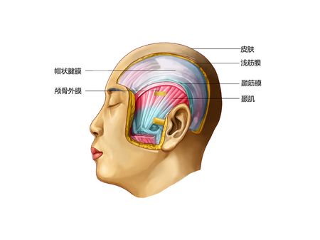 The temporal regionの写真素材