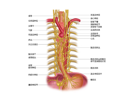 Vagus nerve and esophageal plexusの写真素材