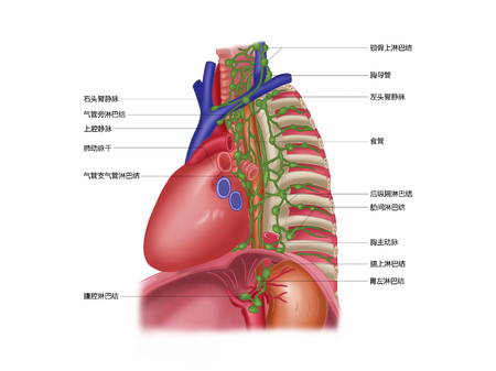 Mediastinal lymph nodeの写真素材