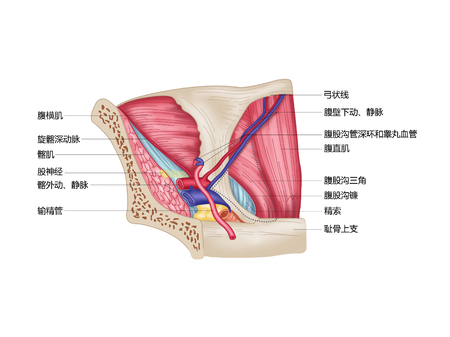Inguinal triangle (medial view)の写真素材