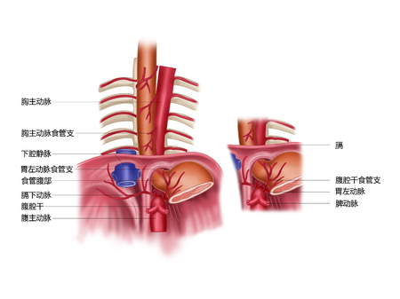 Esophagus, esophagus, abdominal artery and common variationの写真素材