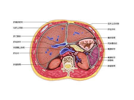 The cross section of the inferior phrenic spaceの写真素材