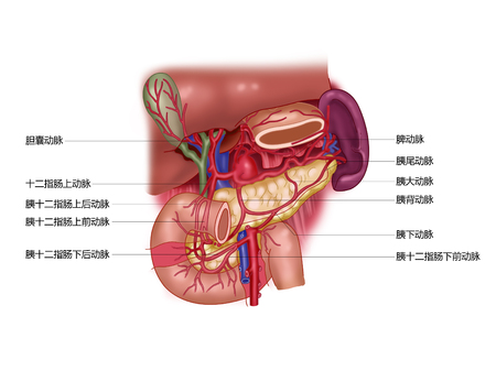 Pancreatic pancreatic arteryの写真素材