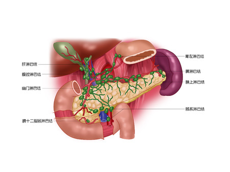 pancreasの写真素材