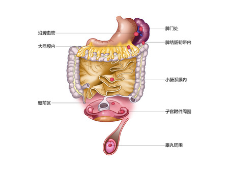 Spleen intestine spleen spleenの写真素材