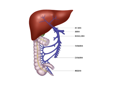Hepatic appendixの写真素材