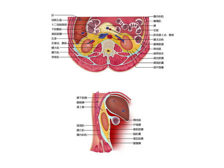 Capsule of kidneyの写真素材
