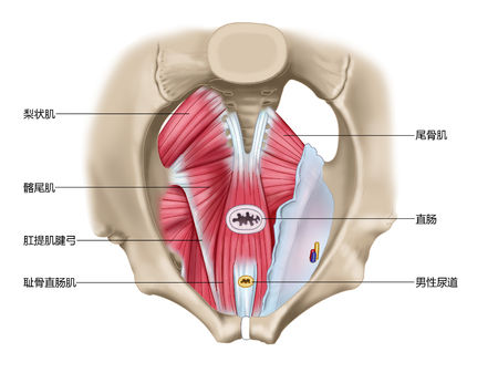 Superior view of pelvic diaphragm muscle of pelvic diaphragmの写真素材