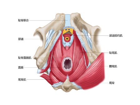 Pelvic diaphragm pelvic diaphragm inferior viewの写真素材