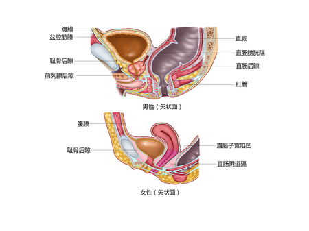 Pelvic fascia and spaceの写真素材