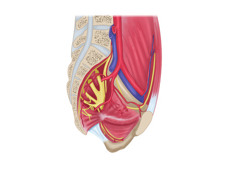 Pelvic vesselの写真素材