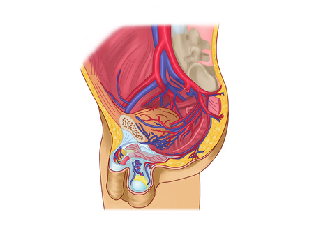 Male pelvic vascularの写真素材