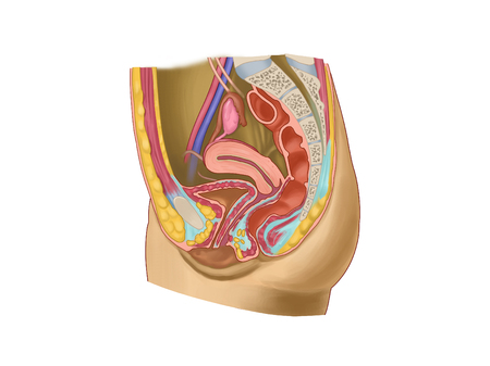 Female Pelvic Organs Iの写真素材