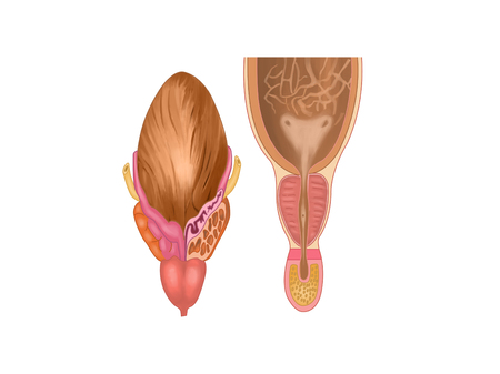 Bladder and prostateの写真素材