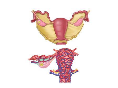 The uterusの写真素材