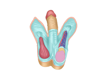 Section of penis, male, scrotum and spermatic cordの写真素材