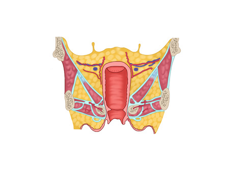 Female urogenital regionの写真素材