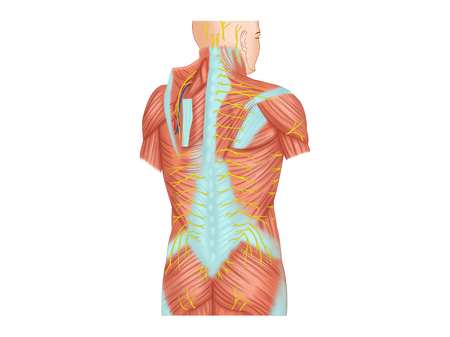 Dorsal and cutaneous nervesの写真素材