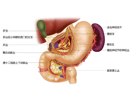 Nerves of the stomach and duodenumの写真素材