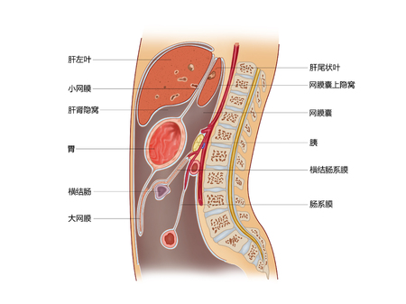 Median sagittal plane of abdomenの写真素材