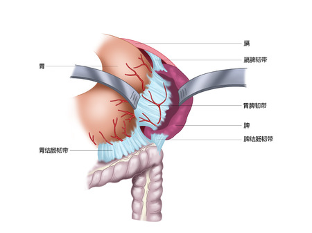 The whole view of the stomach, spleen, ligament, and stomach and colon ligamentsの写真素材