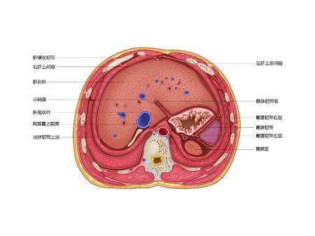 The cross section of the inferior phrenic spaceの写真素材