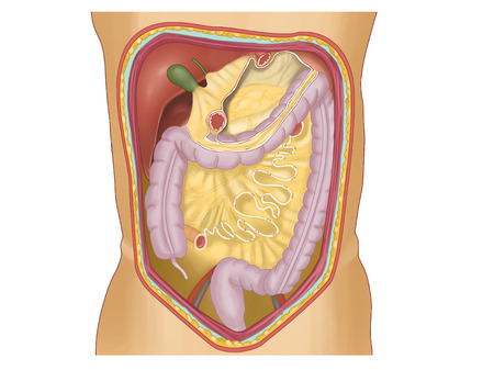 A map of the spaces between the abdomen, intestine, colon, and colonの写真素材