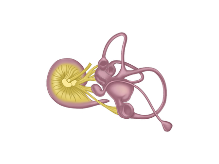 Otic cochleaの写真素材