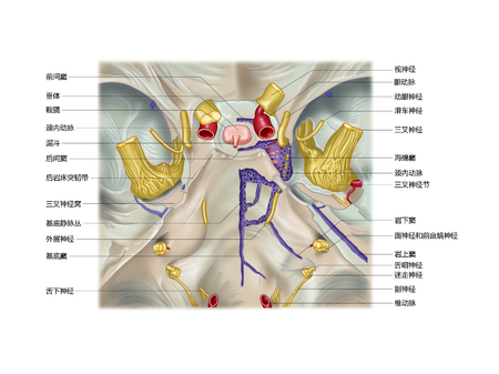 Pituitary, dura mater, dura mater formation and blood vesselの写真素材
